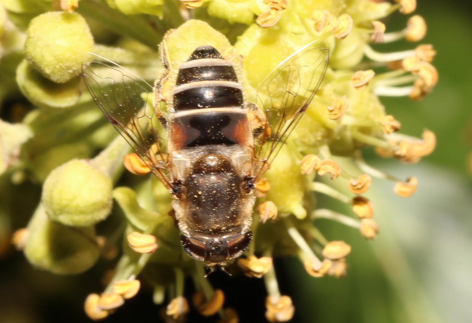 Eristalis arbustorm, Kleine Keilfleckschwebfliege